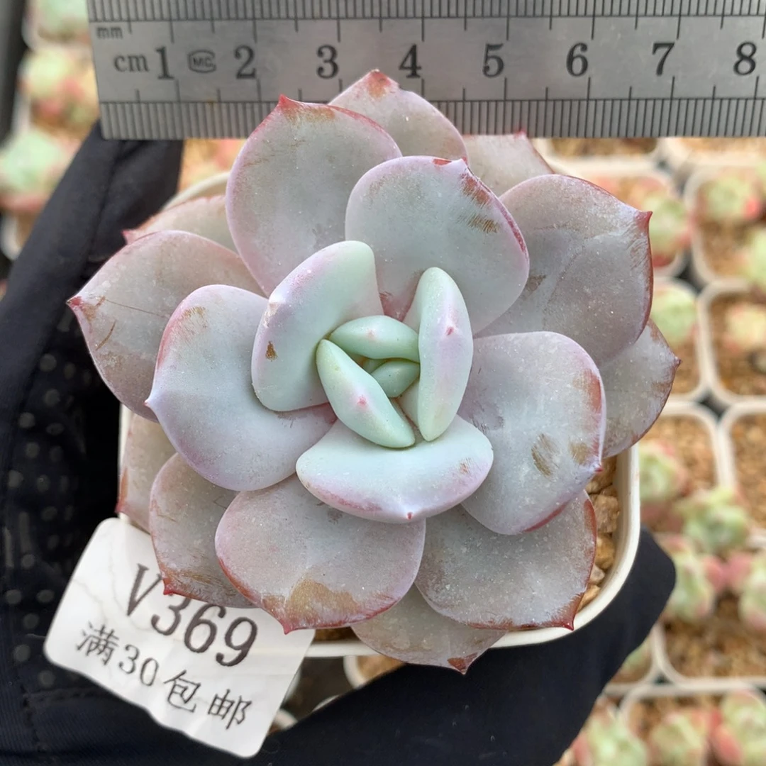 369。带腿奶茶6.5cm盆。