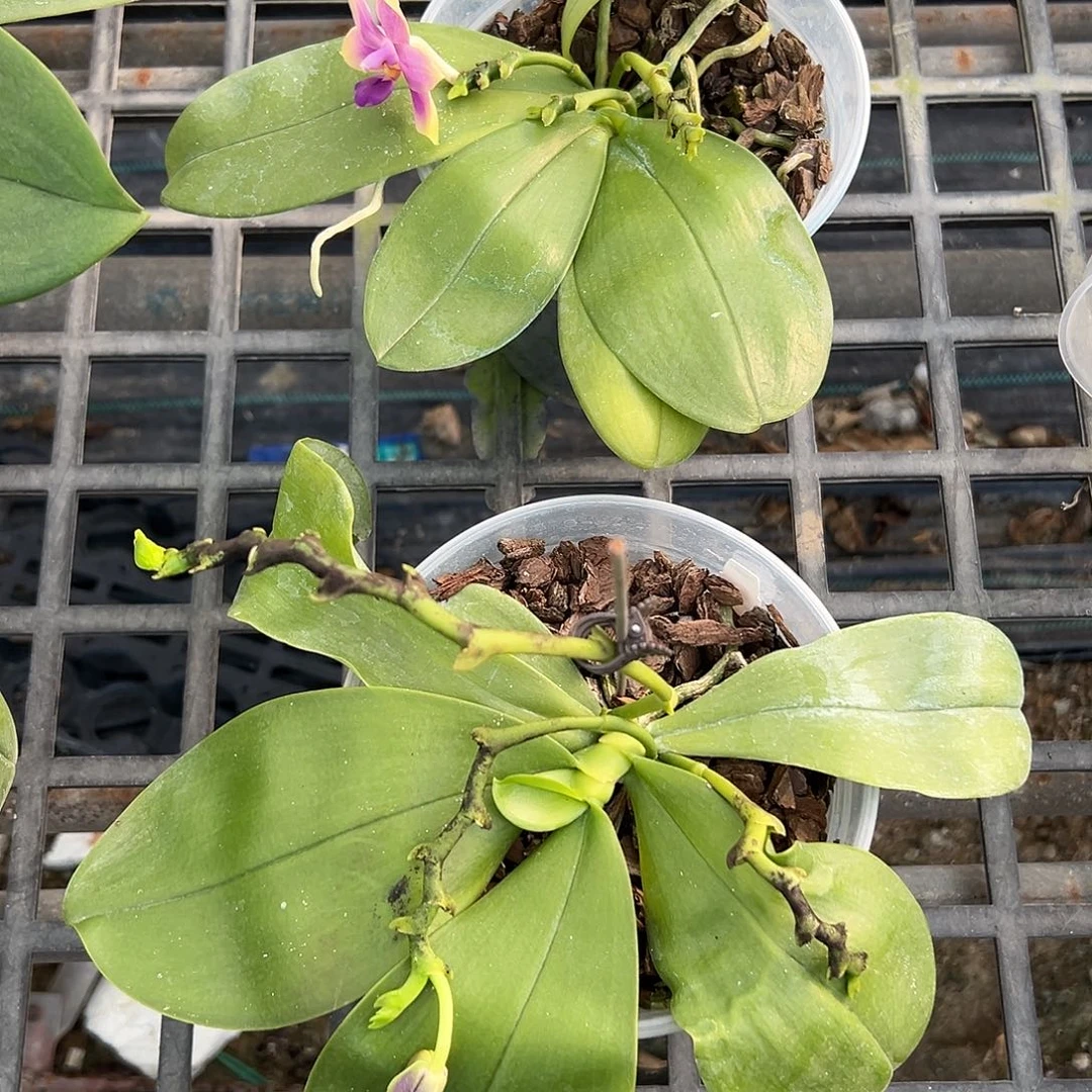 完全开放印地狗两颗