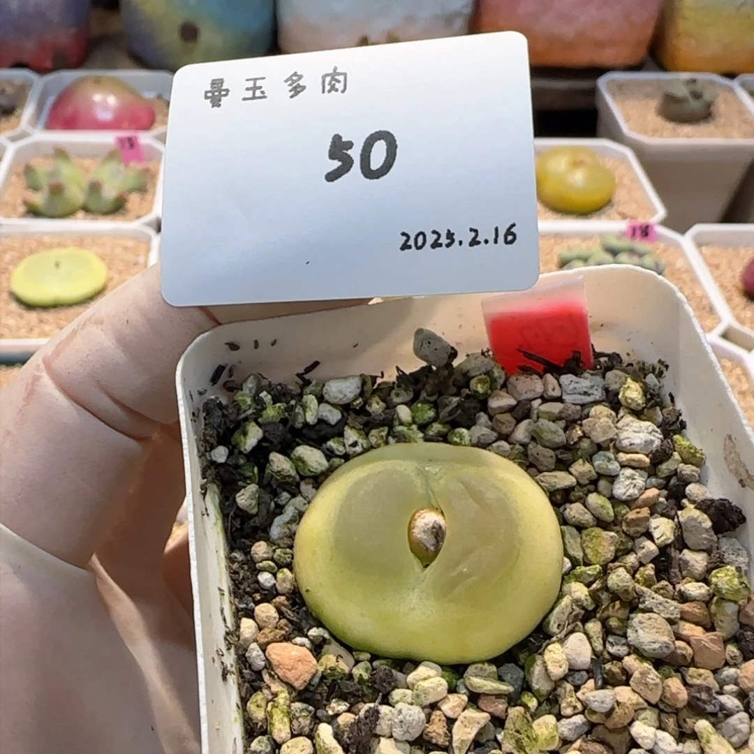 ?****欧多肉多肉多肉2.16-050