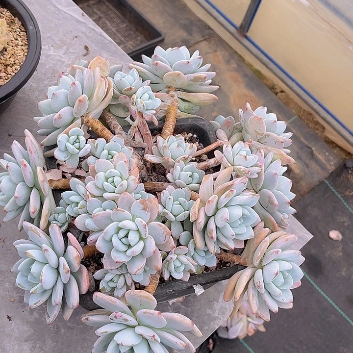 冷香3153多肉植物