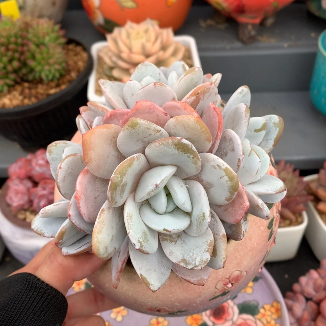 我们家的小姐姐们