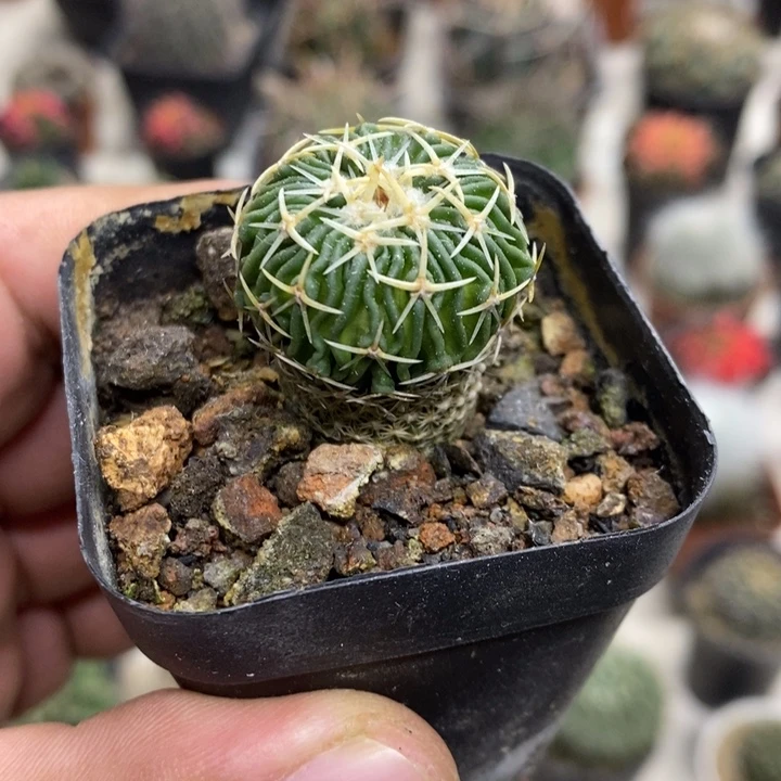 实生太刀岚特价福利