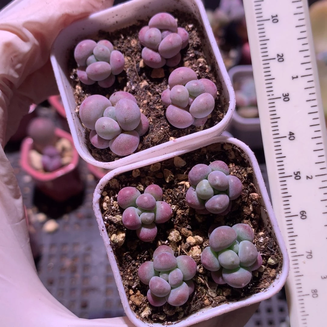 35块钱一个随便选一盒