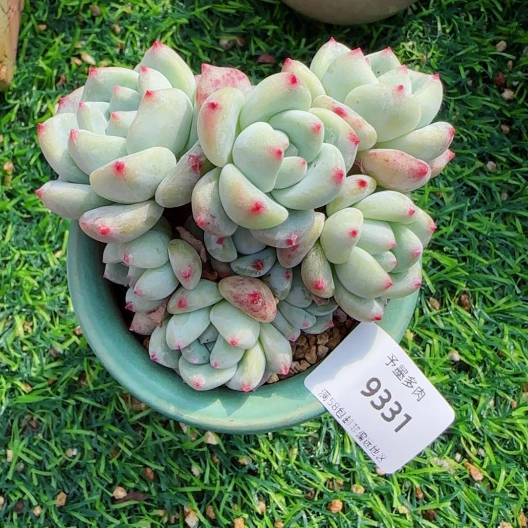 望舒，9331多肉植物