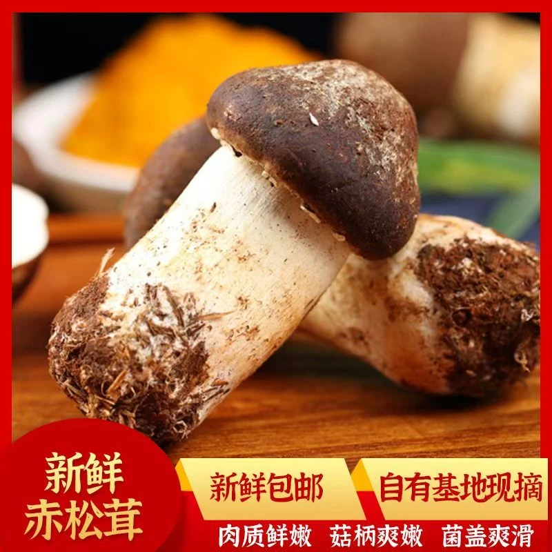 新鲜赤松茸【四川叙永】林下种植仿野生