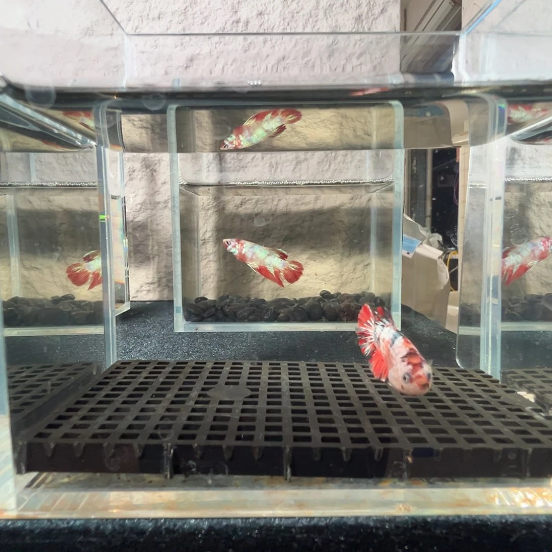 斗鱼阿浩泰斗17日24