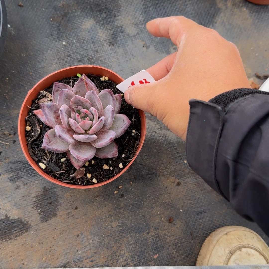 卡一物一拍 29-43