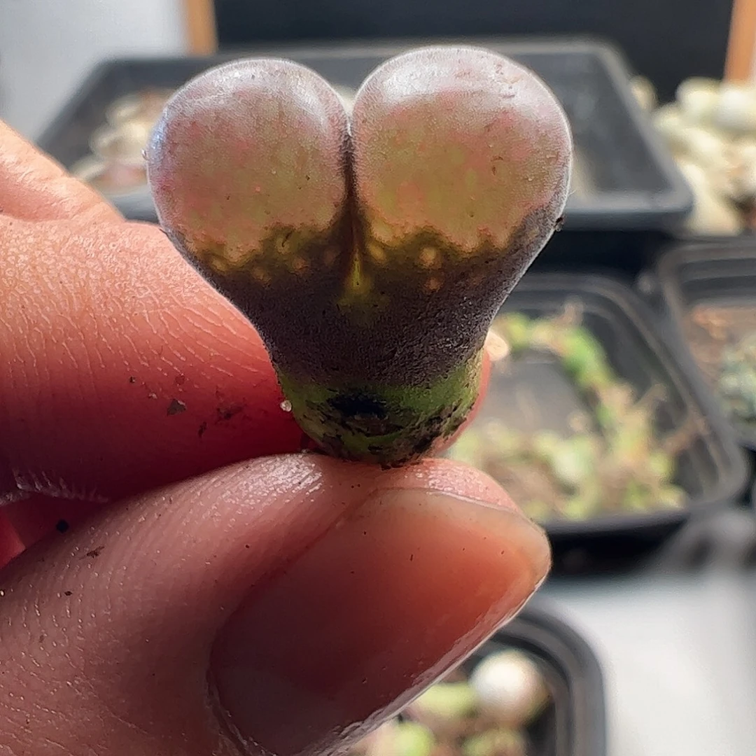 一物一拍大萌一号红风铃。  106