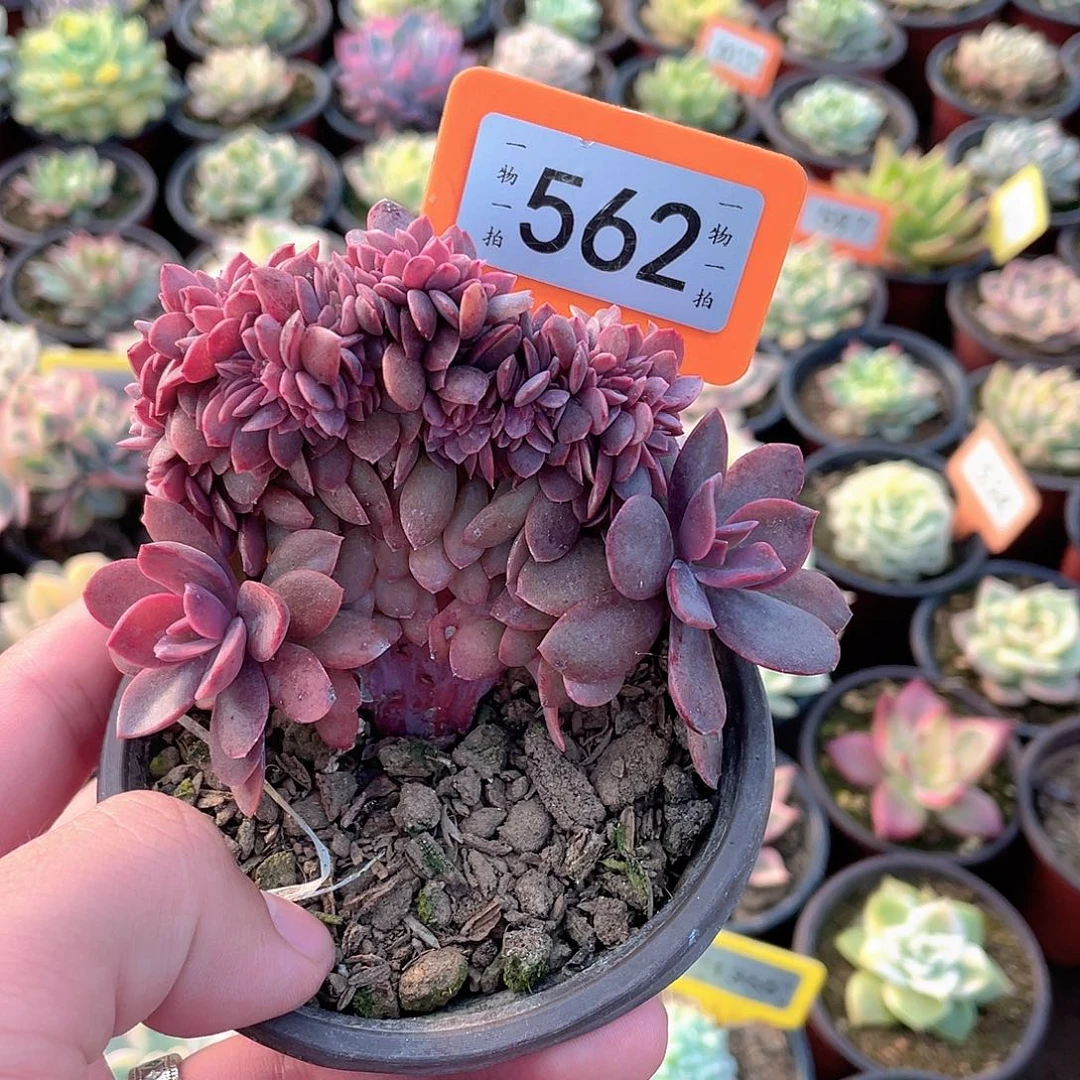 花伐缀562号多肉植物