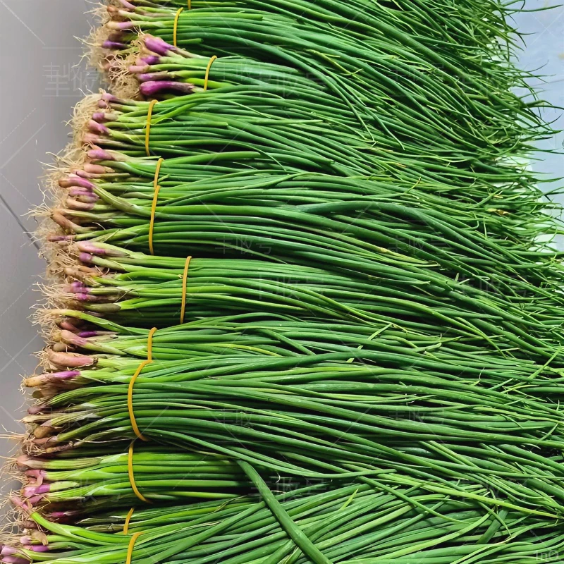 洋葱苗带根洋葱苗秧子批发洋葱栽苗紫皮洋葱扁圆葱幼苗盆栽蔬菜苗