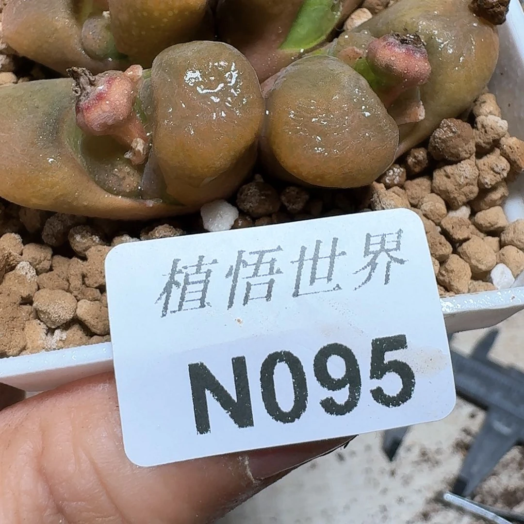 095号多肉植物哇d c