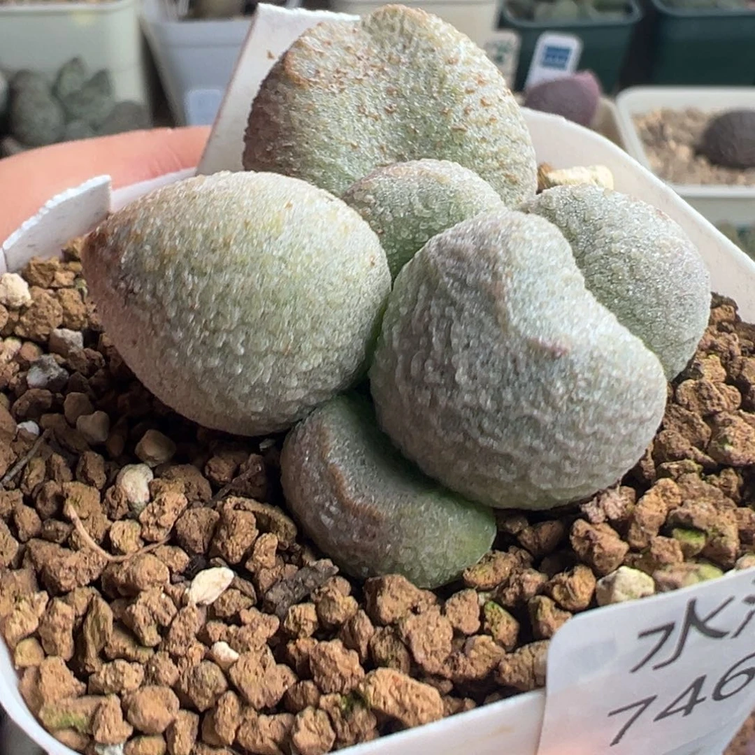 746胖嘟嘟一颗花朵型