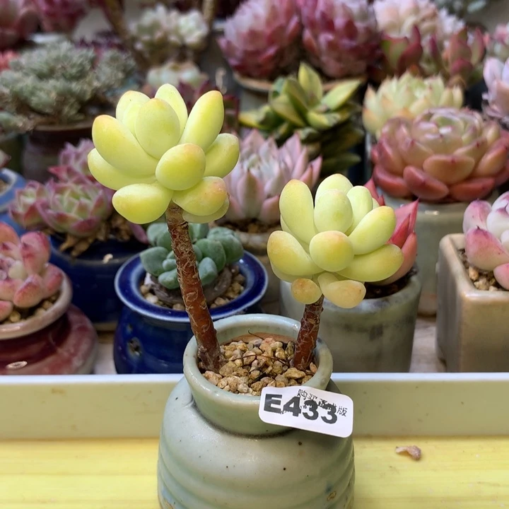 E433一物一拍带盆发