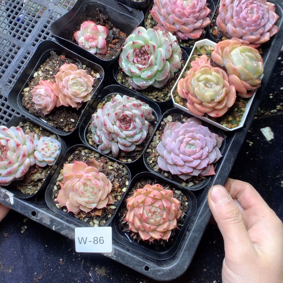 无花朵W86。yyyyyyyyy