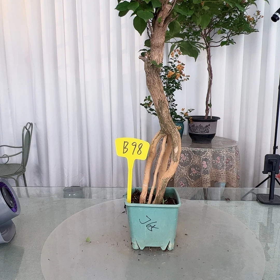 当前无花栽培后可以开花蒙*B98绿樱提根