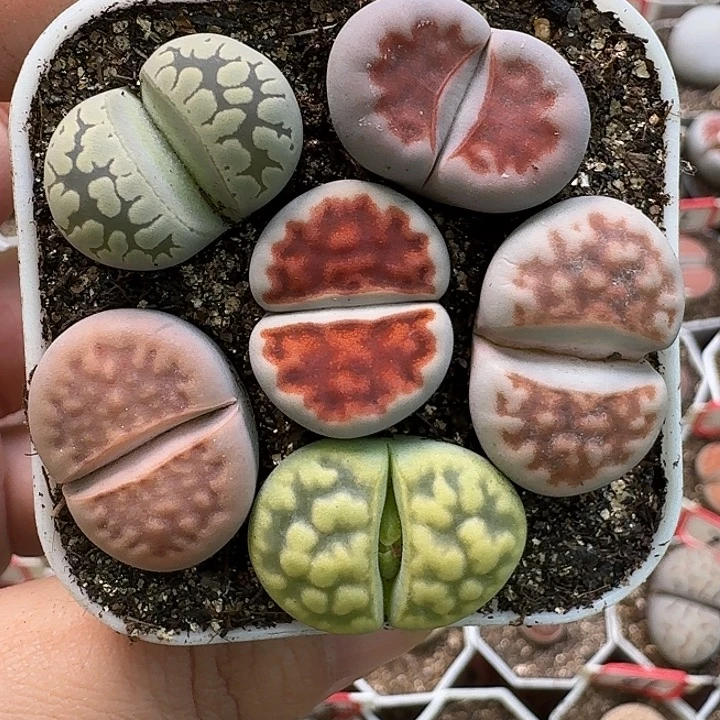 生石花3333。   606