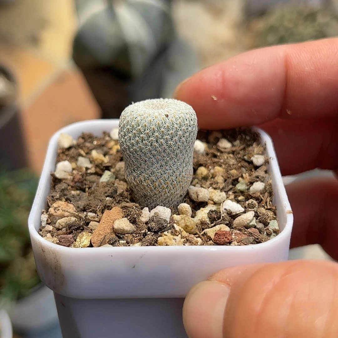 实生日系小人帽一物一拍