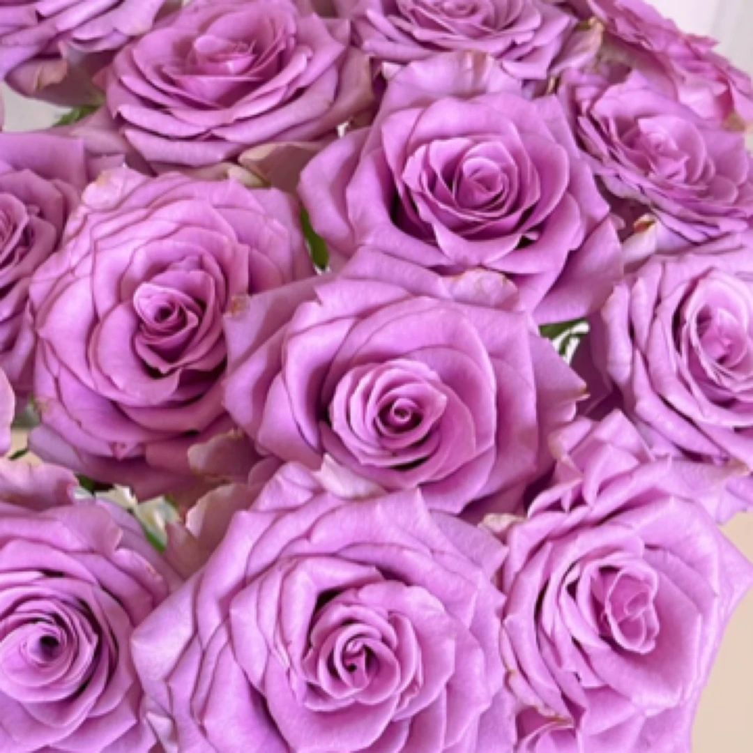 紫霞仙子浪漫典雅紫色单头玫瑰昆明鲜花直供