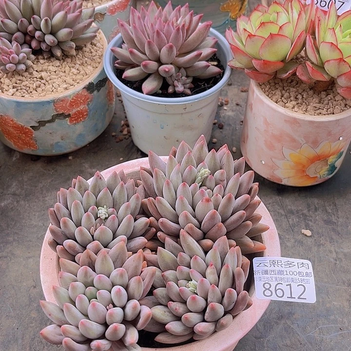 红蜻蜓。  8612多肉