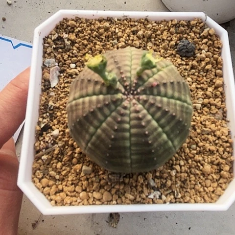 S****L潮流植物实生布纹球，