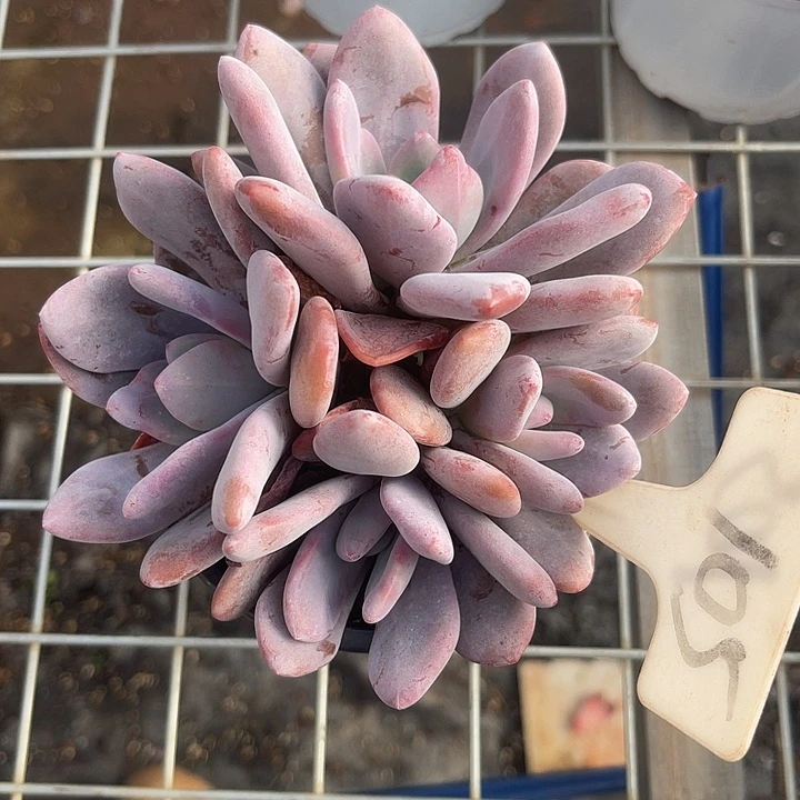 两单包邮，一物一拍105粉兔