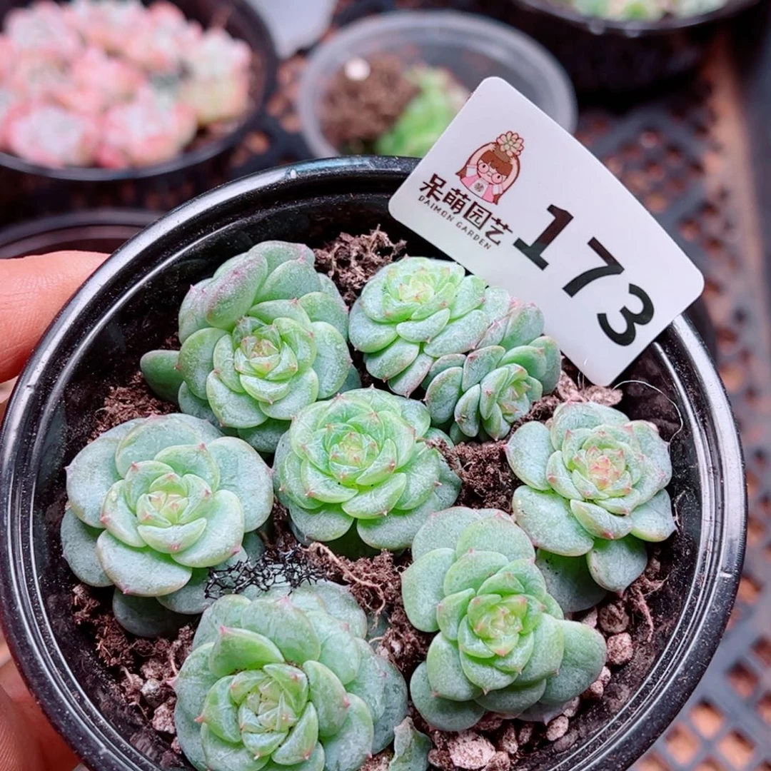 多肉植物多肉植物