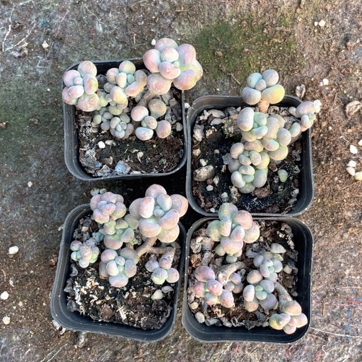 彩虹腰子蛋随机发满18包邮