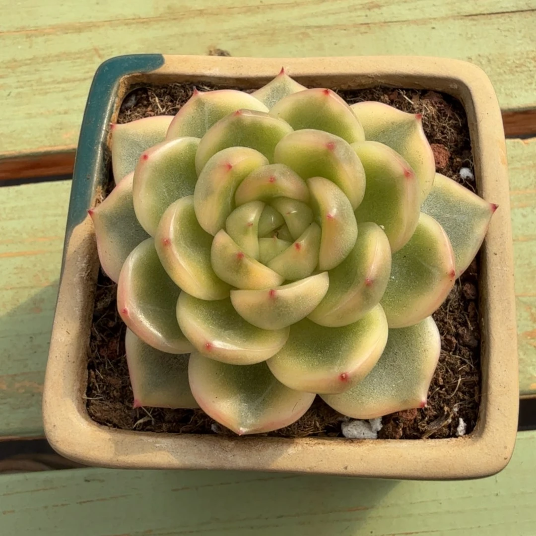 晴空珍妮锦头盖锦上园艺一物一拍