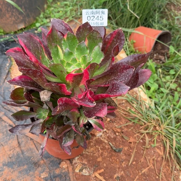 245号魅影七彩群