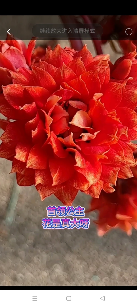 首领公主，一款红橘色，超大花品种，花是真大呀