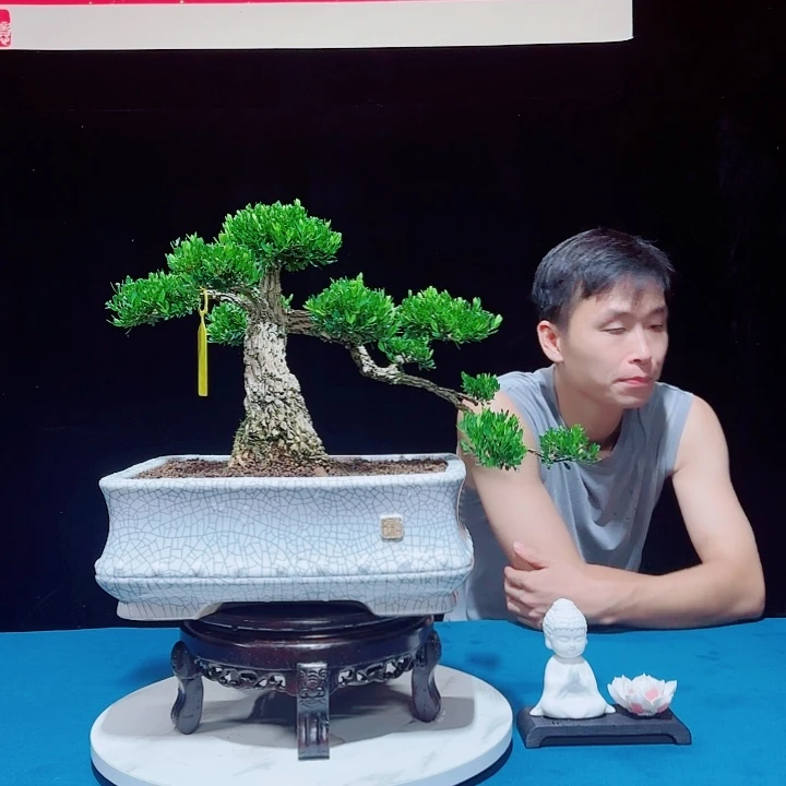 无花朵广东邹皮雀舌黄杨