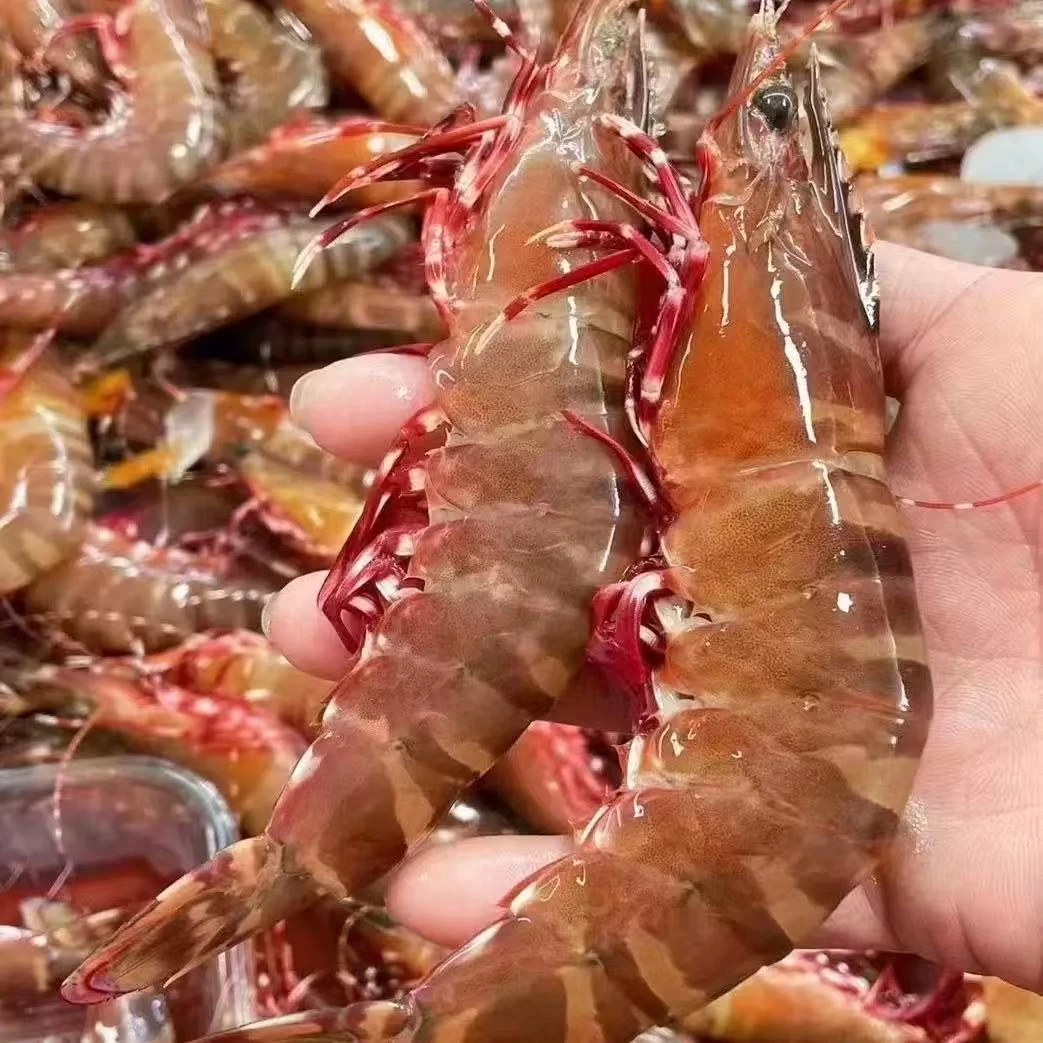 青岛纯野生巨大号红爪虾，丰虾花虎虾一斤6-8只净重两斤礼盒装
