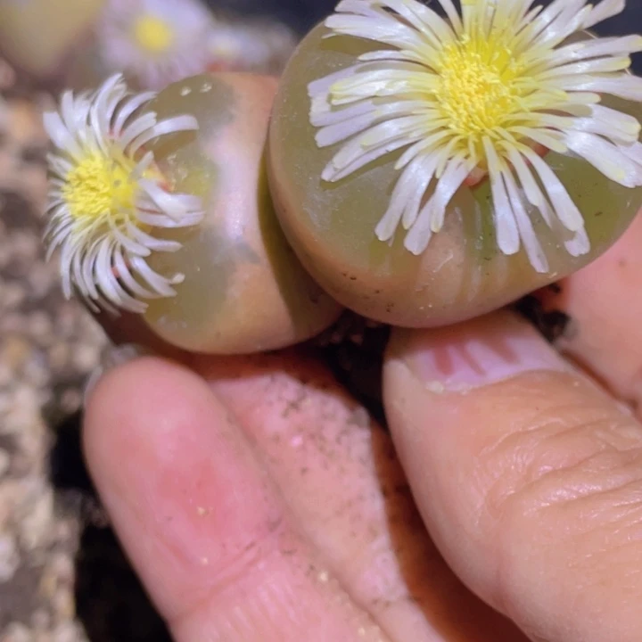 4800889900008008888888