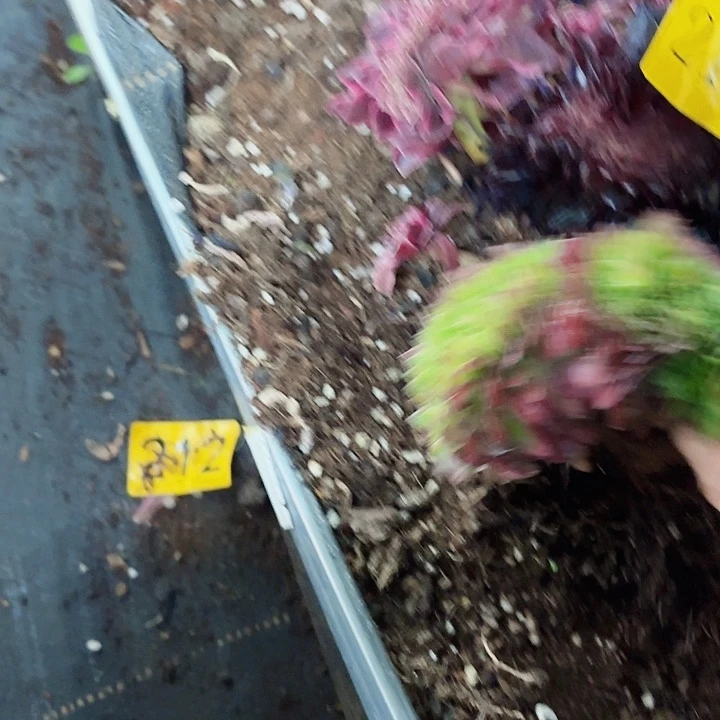 多肉植物海王优选缀2146