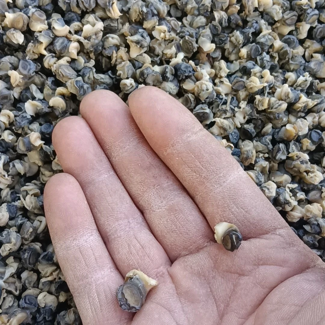 湖南皮皮家农家自制田螺肉