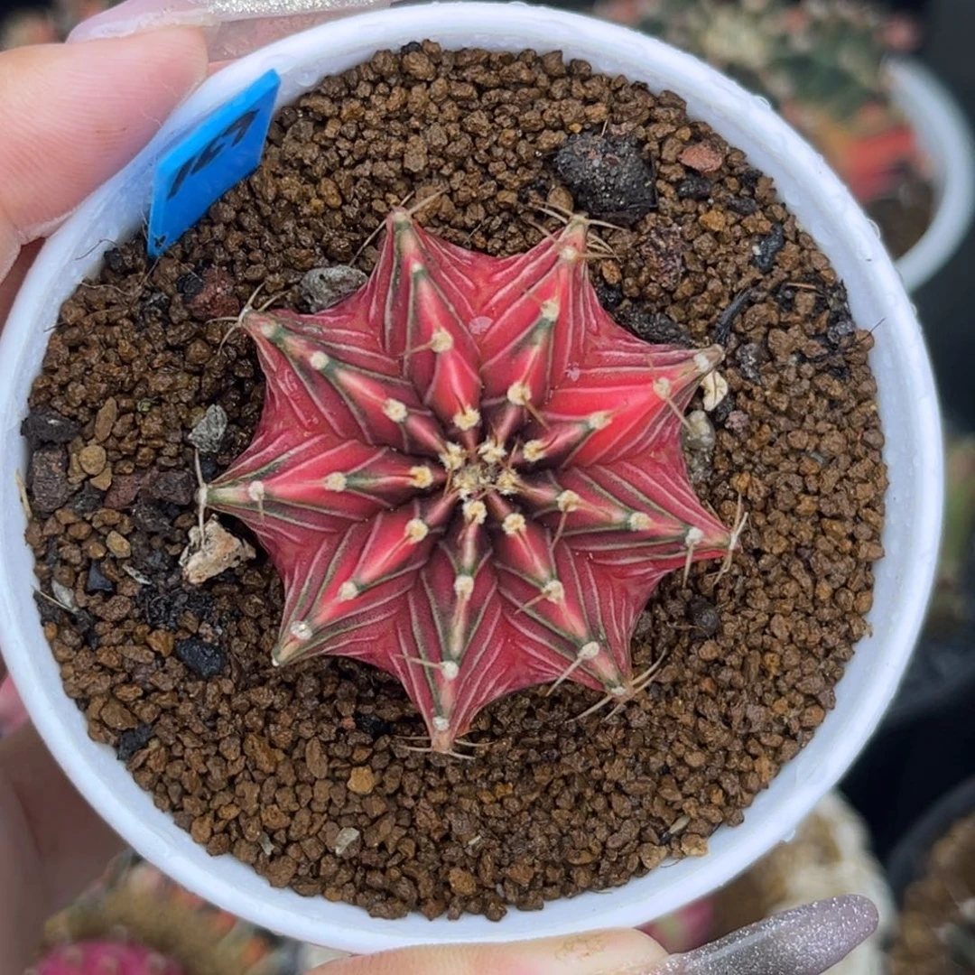 169 泰系肋骨锦 实生 带盆土4.2