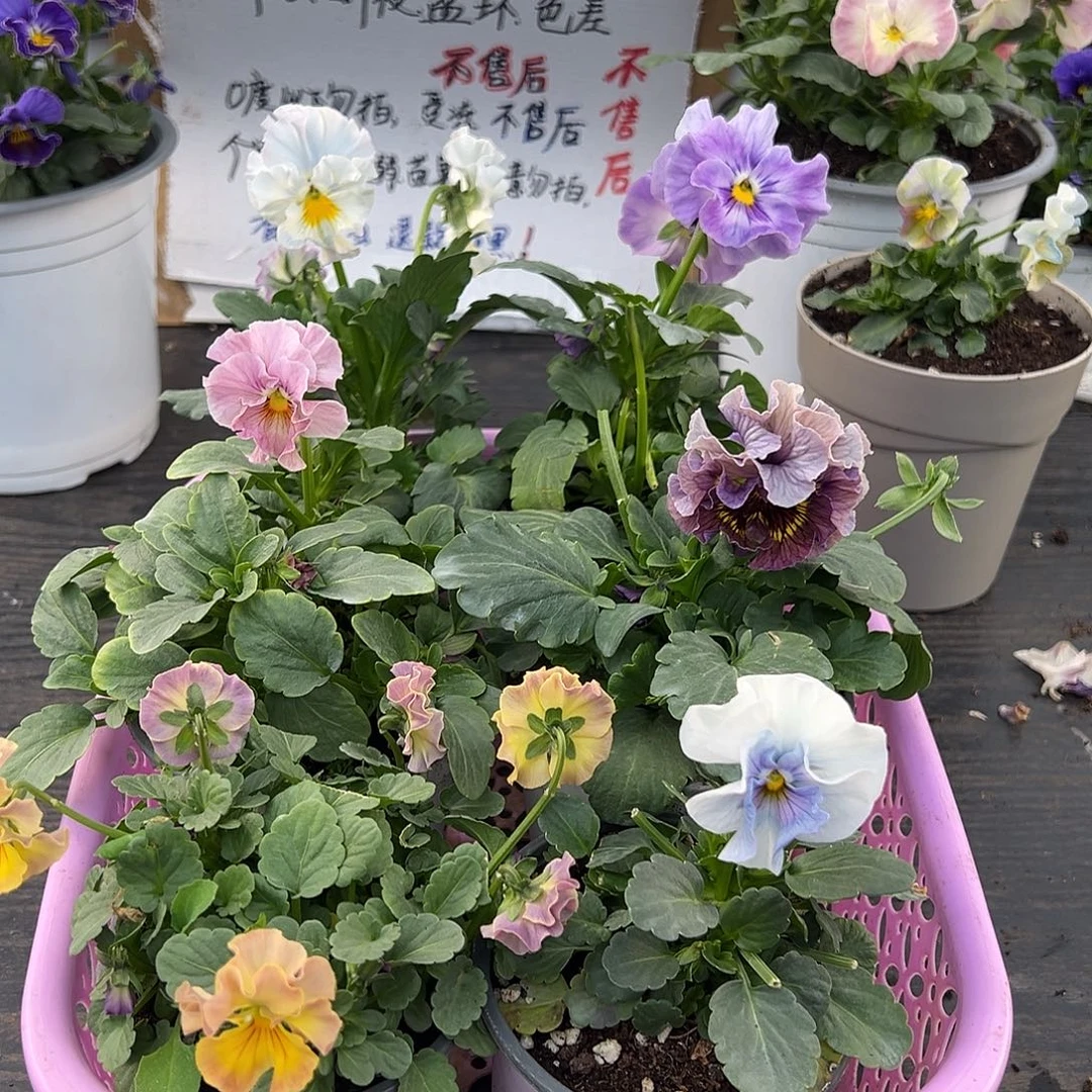 大部分花苞少量开放032号