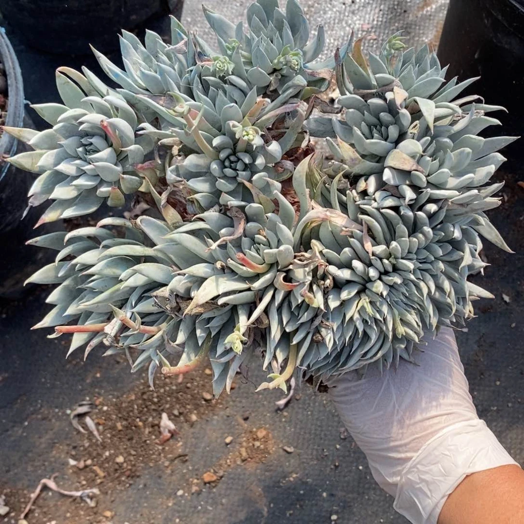 33号流丹白毫瑕疵瑕疵