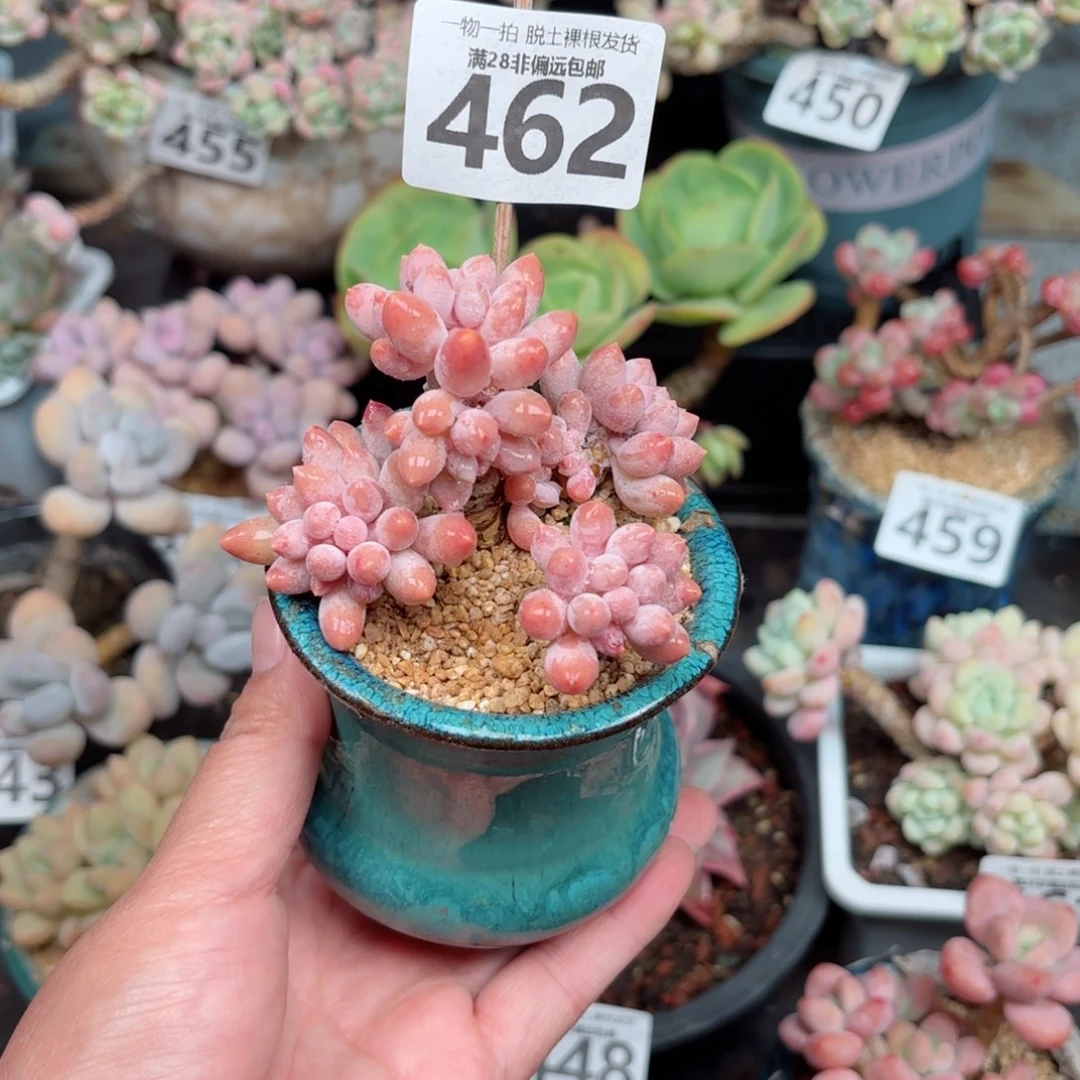 婴儿手指无盆土发货