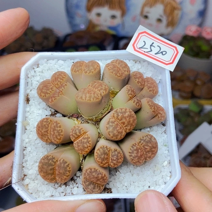 樱桃爱妃们的美肉