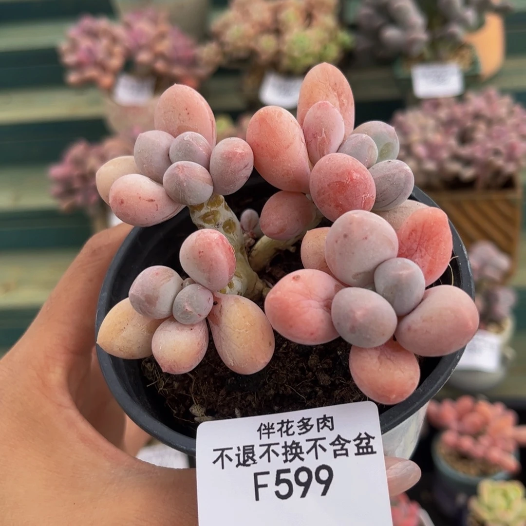 599-香水手指奶多肉6cm