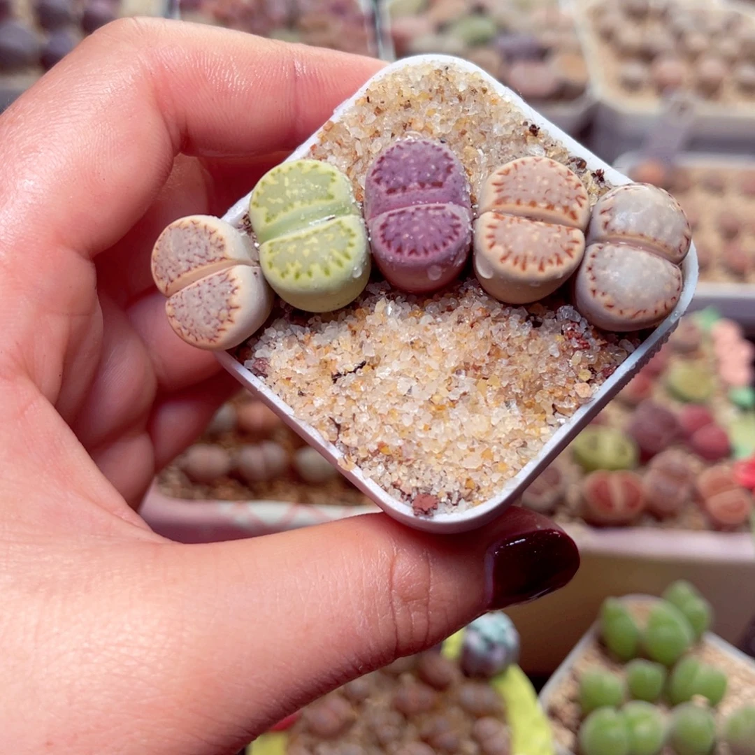 64号带盆盆包邮发货