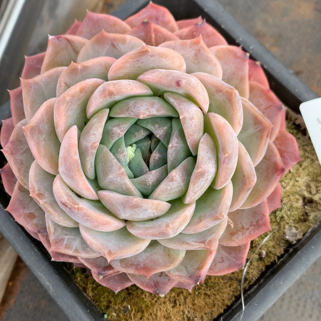 7157杂交精品基地11厘米