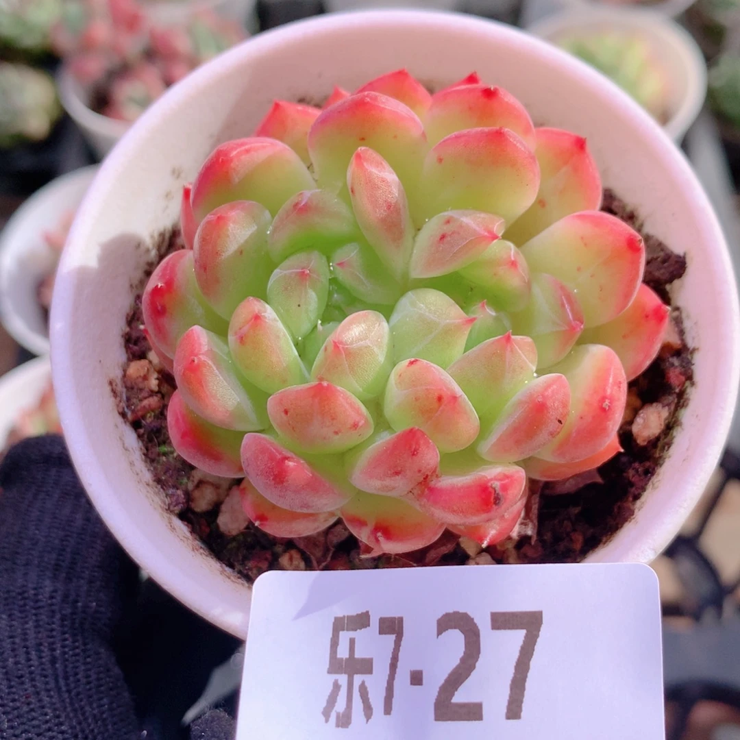 乐然7-27 新品双心