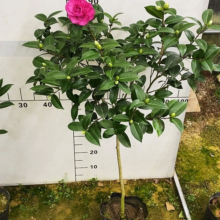无花朵戴比。