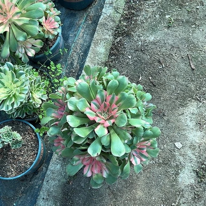0607香妃多肉植物