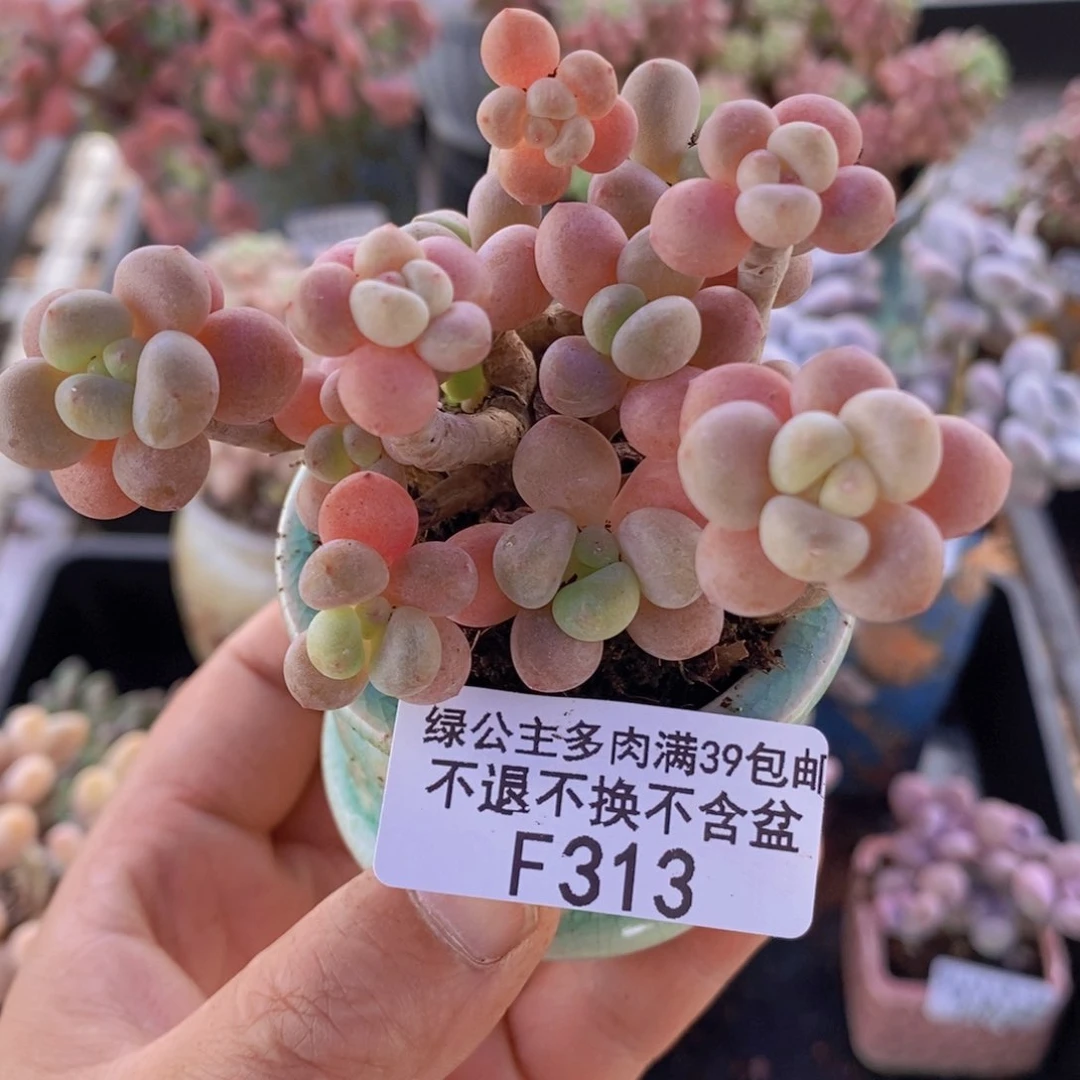 鱼子酱老桩有砍7cm313多肉