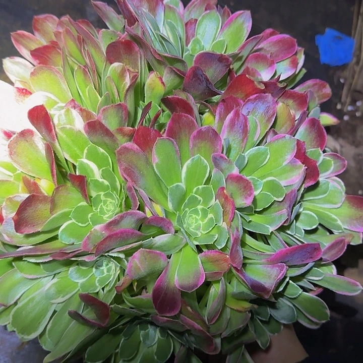 雨花石巨无霸捧花亏本福利