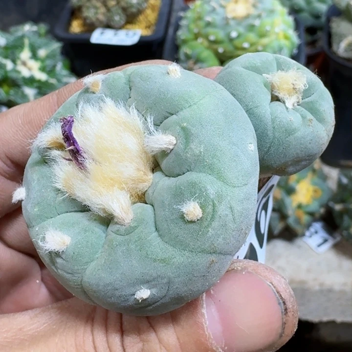 福利实生白肌106