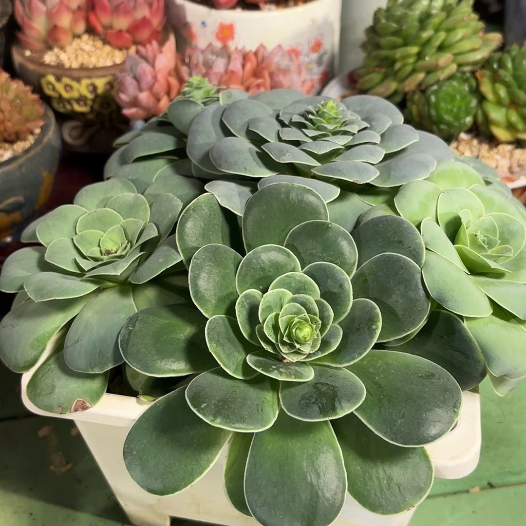 多肉植物啦啦啦啦啦啦啦